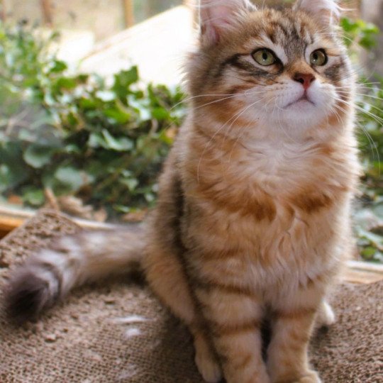 chat Sibérien brown sunshine mackerel tabby Unforgettable Lizzie Chatterie du ZenÉmoi