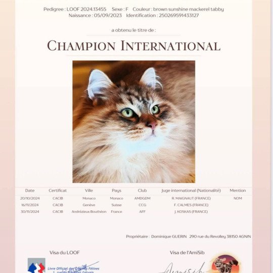 chat Sibérien brown sunshine mackerel tabby Unforgettable Lizzie Chatterie du ZenÉmoi