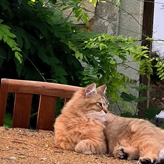 chat Sibérien brown sunshine mackerel tabby Unforgettable Lizzie Chatterie du ZenÉmoi