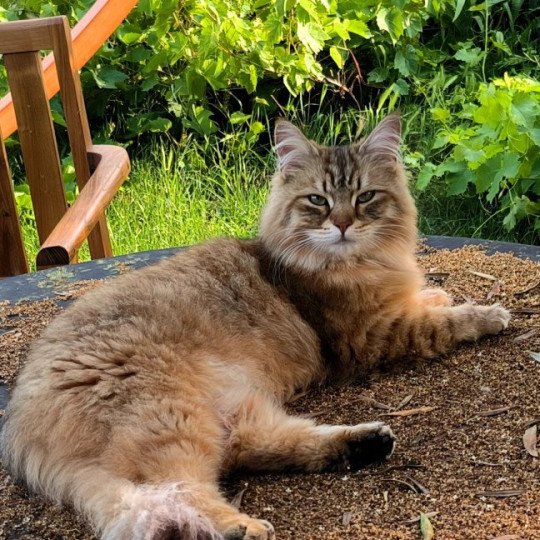 chat Sibérien brown sunshine mackerel tabby Unforgettable Lizzie Chatterie du ZenÉmoi
