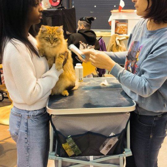 chat Sibérien brown sunshine mackerel tabby Unforgettable Lizzie Chatterie du ZenÉmoi