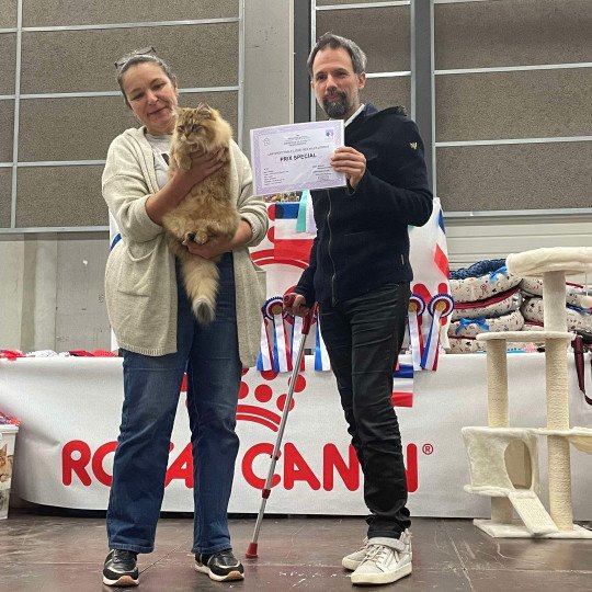 chat Sibérien brown sunshine mackerel tabby Unforgettable Lizzie Chatterie du ZenÉmoi