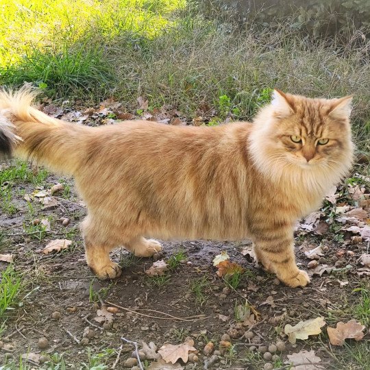 chat Sibérien brown sunshine mackerel tabby Unforgettable Lizzie Chatterie du ZenÉmoi