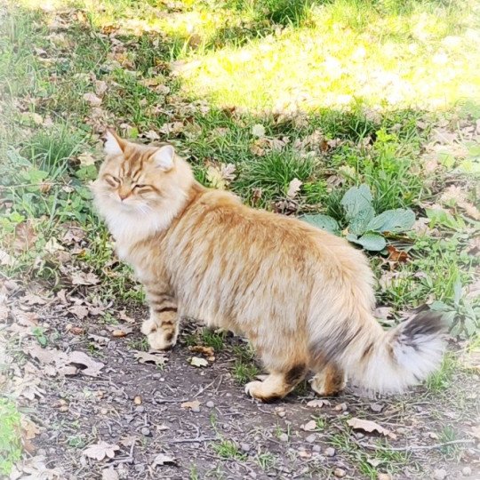chat Sibérien brown sunshine mackerel tabby Unforgettable Lizzie Chatterie du ZenÉmoi