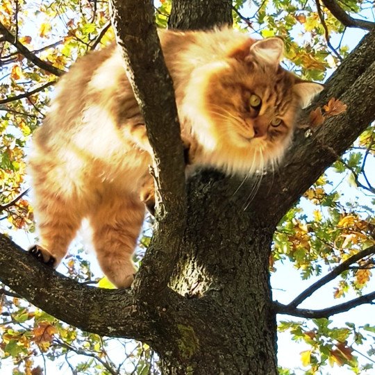 chat Sibérien brown sunshine mackerel tabby Unforgettable Lizzie Chatterie du ZenÉmoi