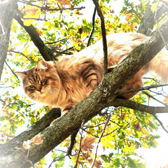 chat Sibérien brown sunshine mackerel tabby Unforgettable Lizzie Chatterie du ZenÉmoi