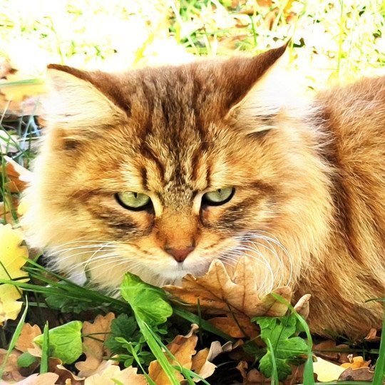 chat Sibérien brown sunshine mackerel tabby Unforgettable Lizzie Chatterie du ZenÉmoi