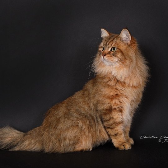 chat Sibérien brown sunshine mackerel tabby Unforgettable Lizzie Chatterie du ZenÉmoi