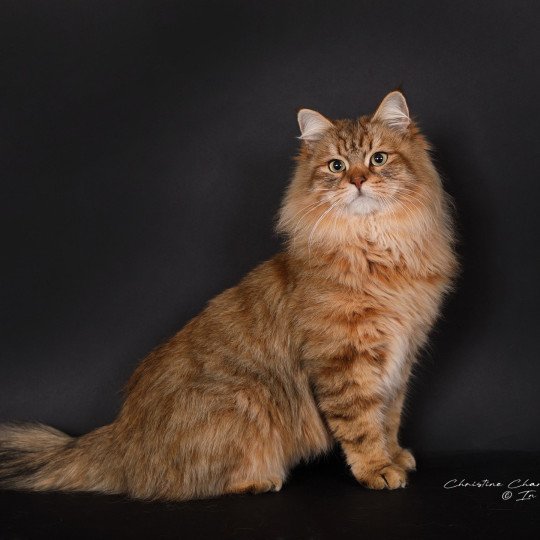 chat Sibérien brown sunshine mackerel tabby Unforgettable Lizzie Chatterie du ZenÉmoi