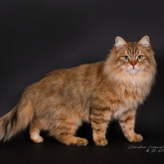 chat Sibérien brown sunshine mackerel tabby Unforgettable Lizzie Chatterie du ZenÉmoi