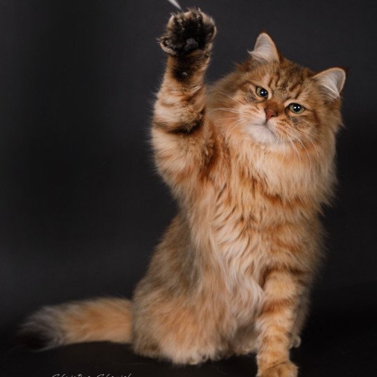 chat Sibérien brown sunshine mackerel tabby Unforgettable Lizzie Chatterie du ZenÉmoi