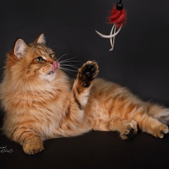 chat Sibérien brown sunshine mackerel tabby Unforgettable Lizzie Chatterie du ZenÉmoi