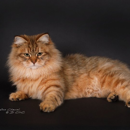 chat Sibérien brown sunshine mackerel tabby Unforgettable Lizzie Chatterie du ZenÉmoi