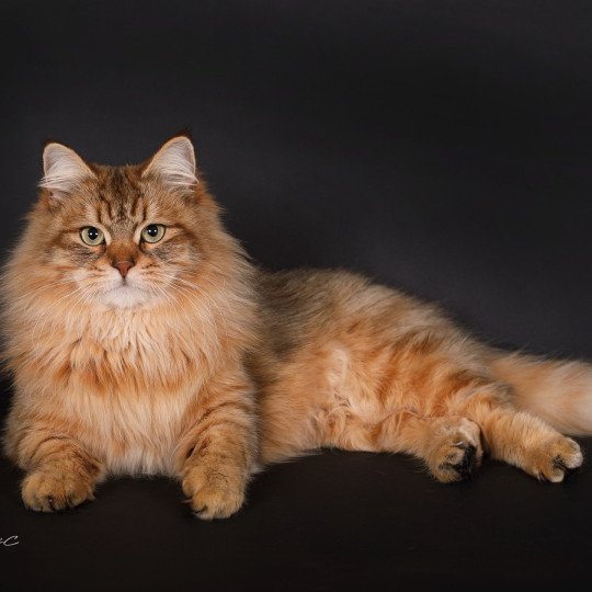 chat Sibérien brown sunshine mackerel tabby Unforgettable Lizzie Chatterie du ZenÉmoi