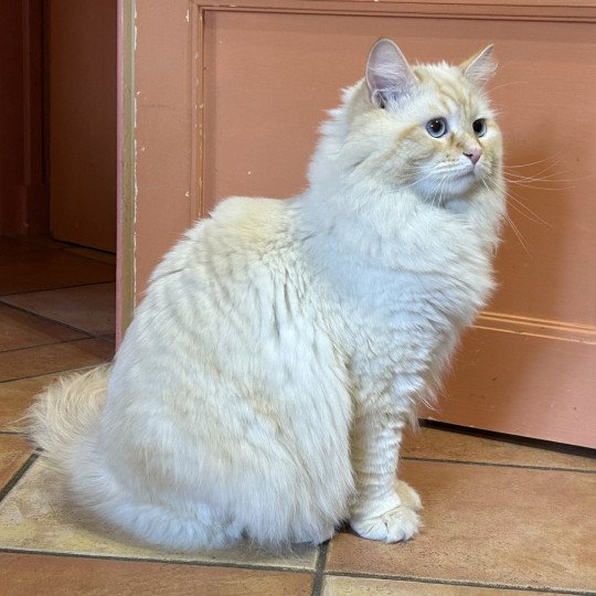 chat Sibérien red tabby point Upertothesnow du ZenEmoi Chatterie du ZenÉmoi