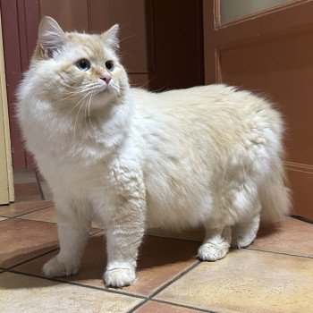 chat Sibérien red tabby point Upertothesnow du ZenEmoi Chatterie du ZenÉmoi