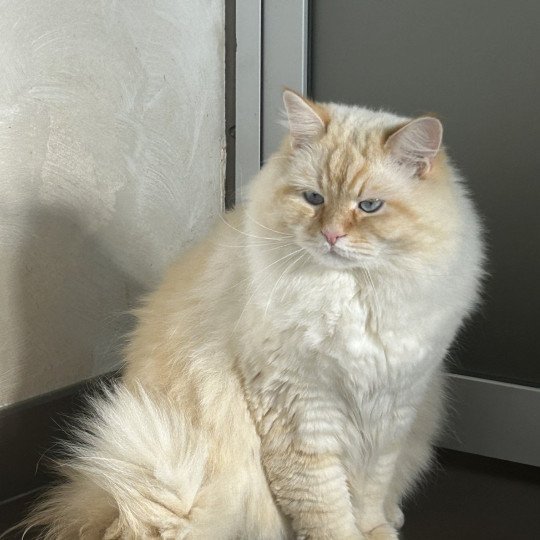 chat Sibérien red tabby point Upertothesnow du ZenEmoi Chatterie du ZenÉmoi