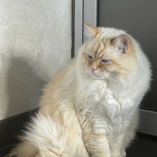 chat Sibérien red tabby point Upertothesnow du ZenEmoi Chatterie du ZenÉmoi