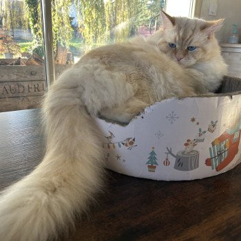 chat Sibérien red tabby point Upertothesnow du ZenEmoi Chatterie du ZenÉmoi