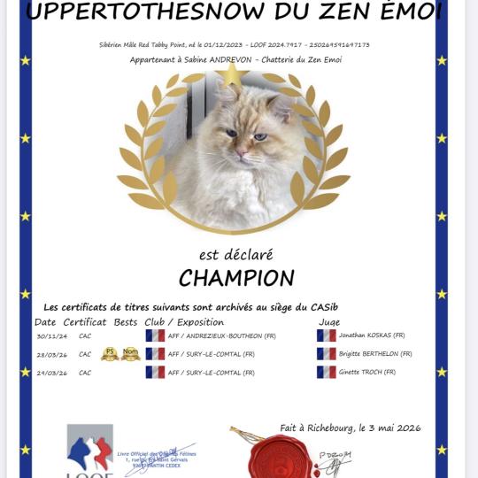 chat Sibérien red tabby point Upertothesnow du ZenEmoi Chatterie du ZenÉmoi