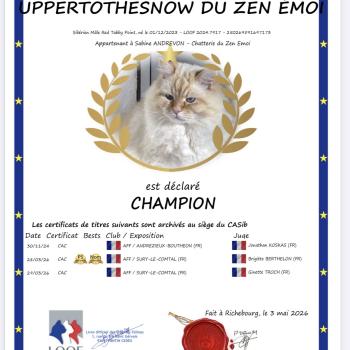 chat Sibérien red tabby point Upertothesnow du ZenEmoi Chatterie du ZenÉmoi