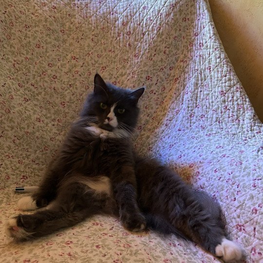 chat Sibérien blue smoke bicolor Uptothemoon Chatterie du ZenÉmoi