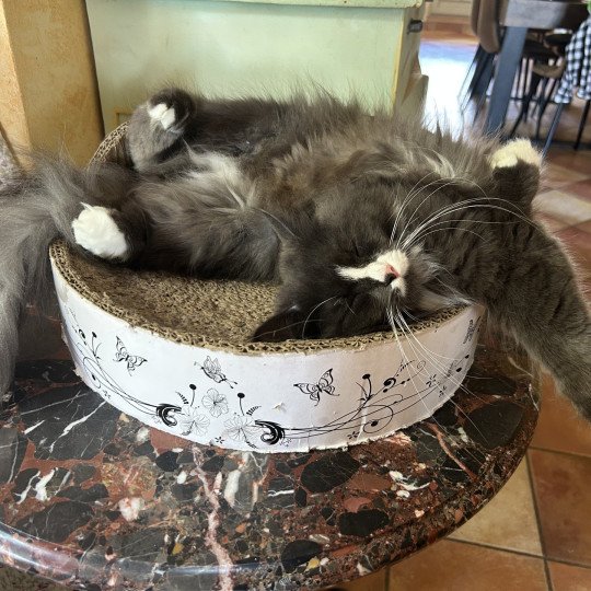 chat Sibérien blue smoke bicolor Uptothemoon Chatterie du ZenÉmoi