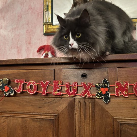 chat Sibérien blue smoke bicolor Uptothemoon Chatterie du ZenÉmoi