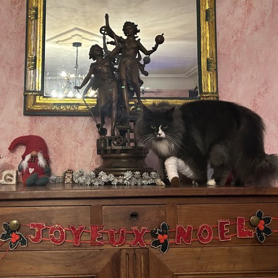 chat Sibérien blue smoke bicolor Uptothemoon Chatterie du ZenÉmoi