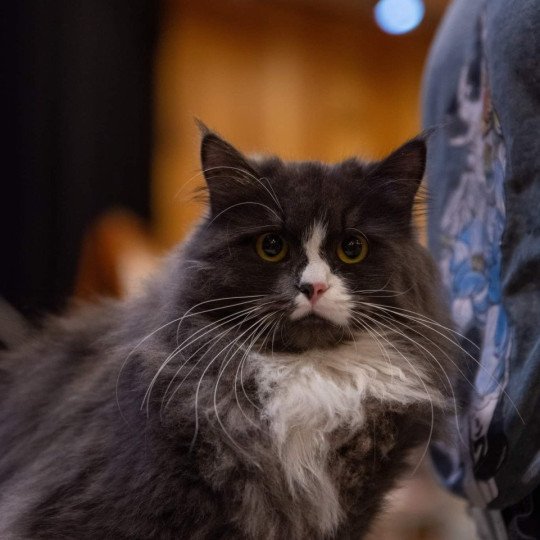 chat Sibérien blue smoke bicolor Uptothemoon Chatterie du ZenÉmoi