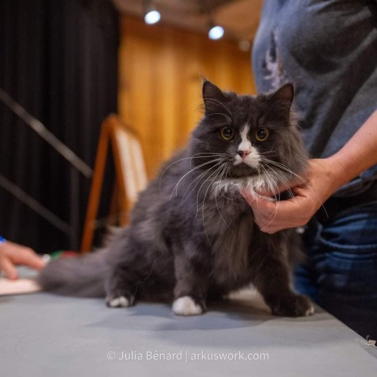 chat Sibérien blue smoke bicolor Uptothemoon Chatterie du ZenÉmoi
