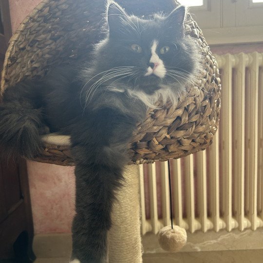 chat Sibérien blue smoke bicolor Uptothemoon Chatterie du ZenÉmoi