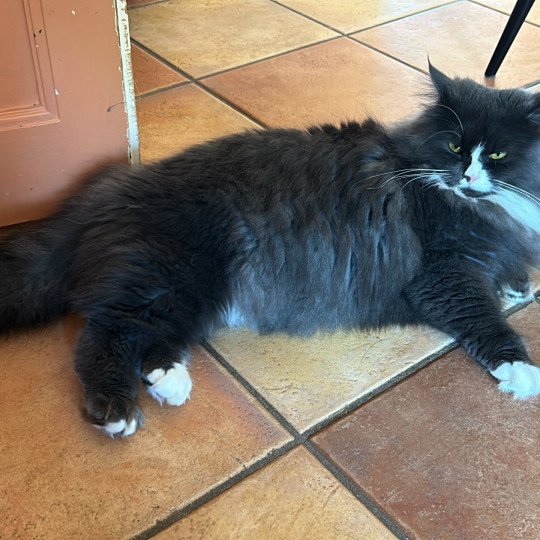 chat Sibérien blue smoke bicolor Uptothemoon Chatterie du ZenÉmoi