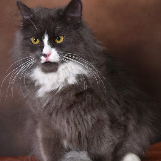 chat Sibérien blue smoke bicolor Uptothemoon Chatterie du ZenÉmoi