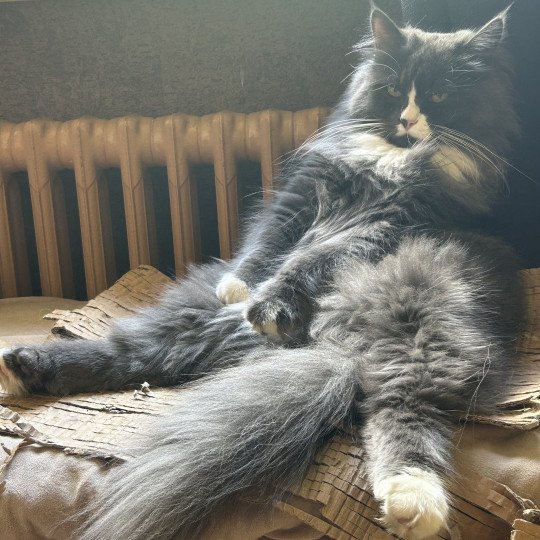 chat Sibérien blue smoke bicolor Uptothemoon Chatterie du ZenÉmoi