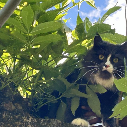 chat Sibérien blue smoke bicolor Uptothemoon Chatterie du ZenÉmoi