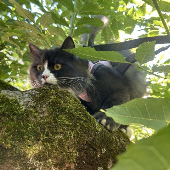 chat Sibérien blue smoke bicolor Uptothemoon Chatterie du ZenÉmoi