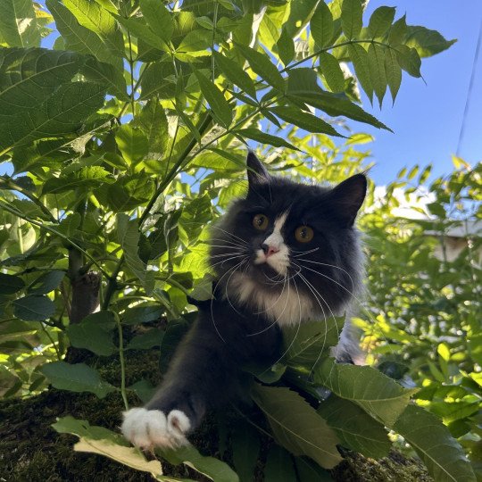 chat Sibérien blue smoke bicolor Uptothemoon Chatterie du ZenÉmoi