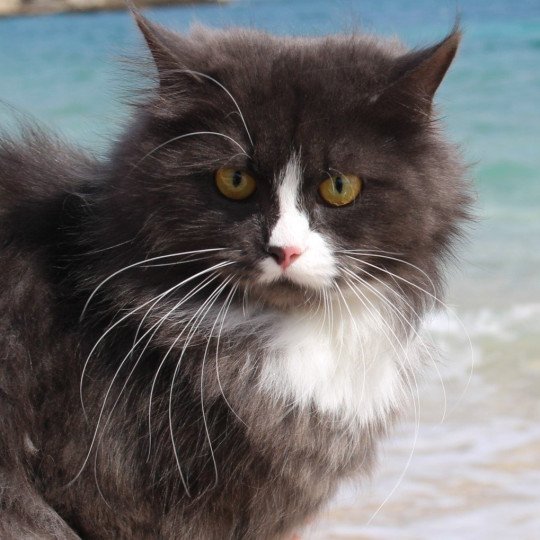 chat Sibérien blue smoke bicolor Uptothemoon Chatterie du ZenÉmoi