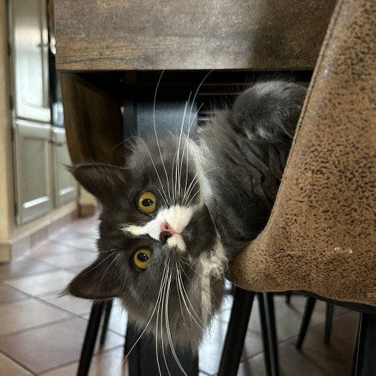 chat Sibérien blue smoke bicolor Uptothemoon Chatterie du ZenÉmoi