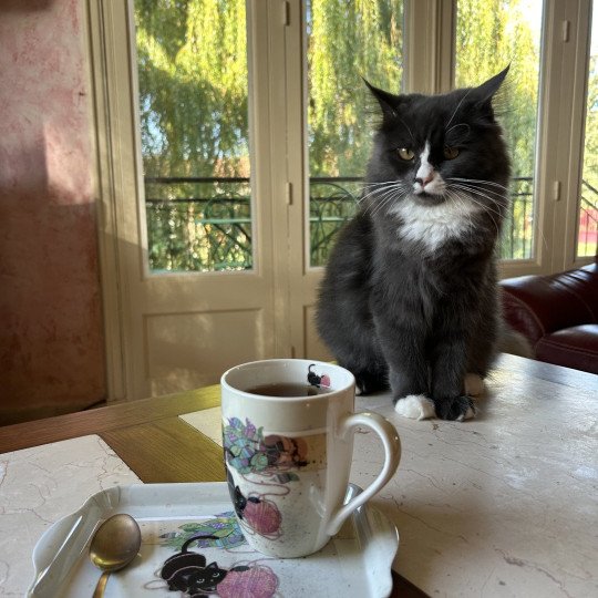 chat Sibérien blue smoke bicolor Uptothemoon Chatterie du ZenÉmoi