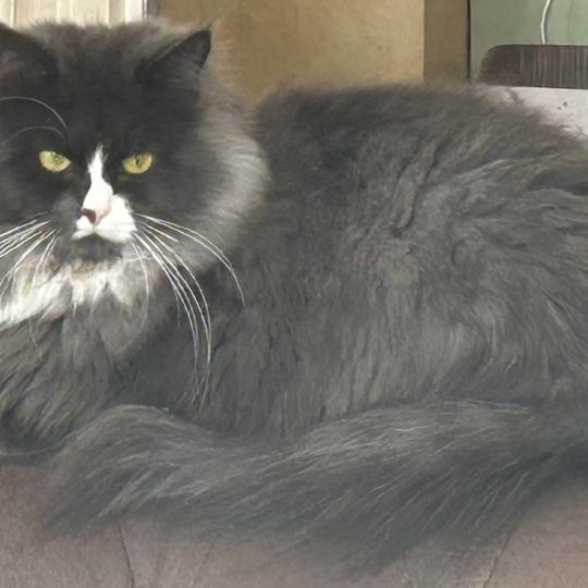 chat Sibérien blue smoke bicolor Uptothemoon Chatterie du ZenÉmoi