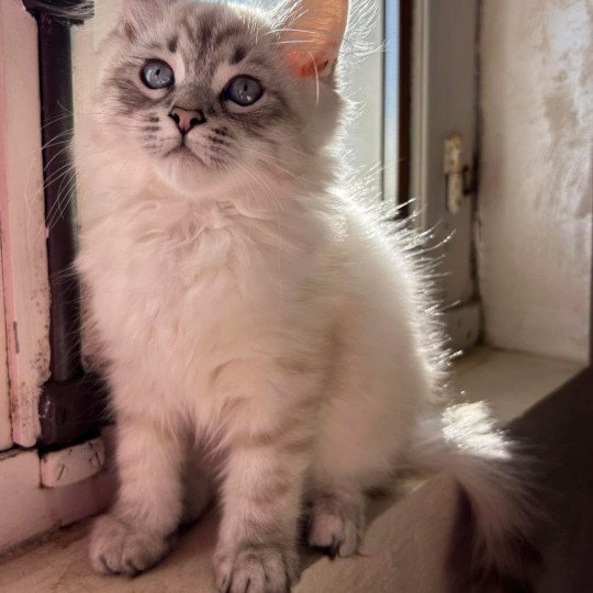 chat Sibérien seal tortie tabby point Utah du ZenEmoi Chatterie du ZenÉmoi
