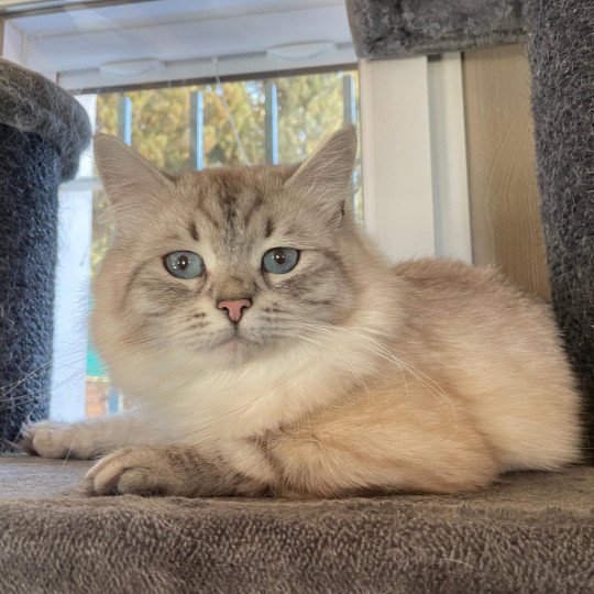 chat Sibérien seal tortie tabby point Utah du ZenEmoi Chatterie du ZenÉmoi
