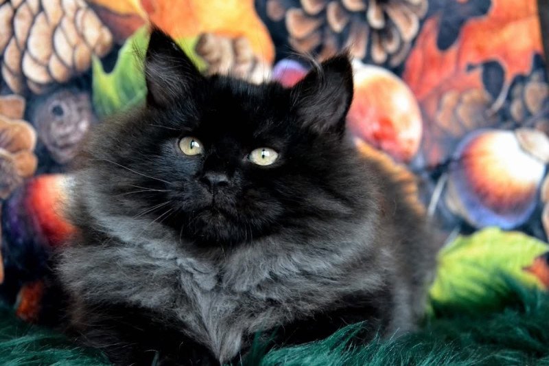 Wyoming Phantom Cats Mâle Sibérien