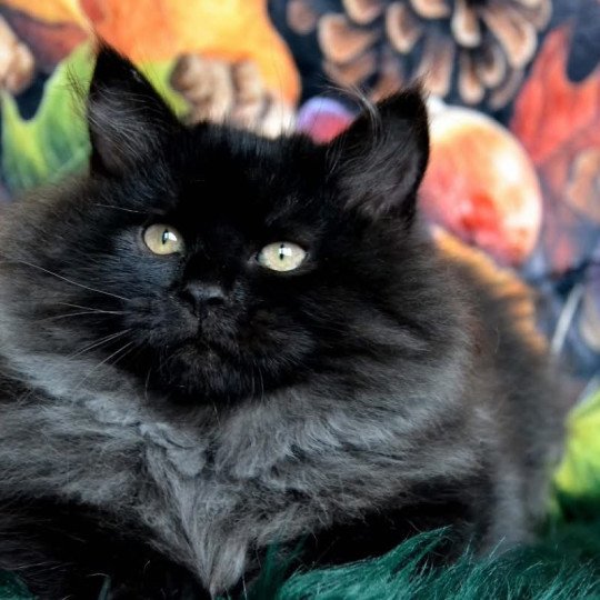 chat Sibérien black Wyoming Chatterie du ZenÉmoi