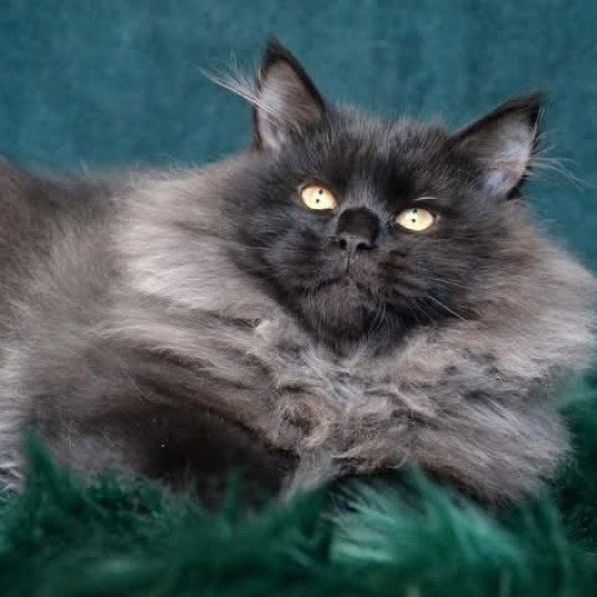 chat Sibérien black Wyoming Chatterie du ZenÉmoi