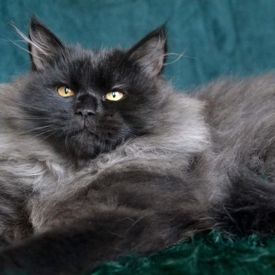 chat Sibérien black Wyoming Chatterie du ZenÉmoi