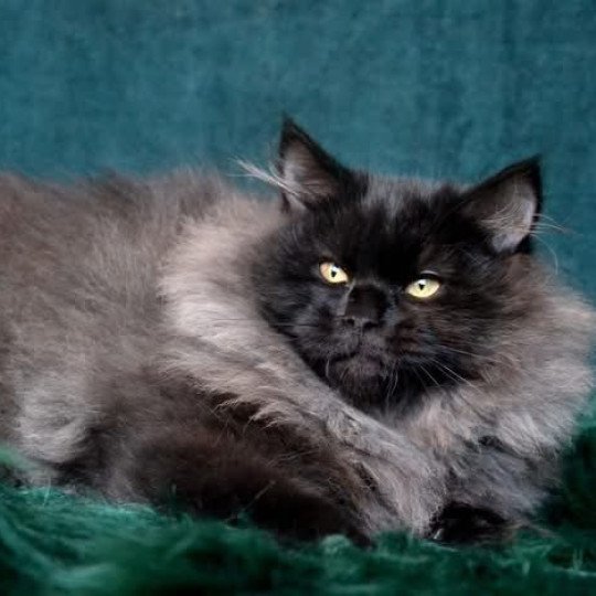 chat Sibérien black Wyoming Chatterie du ZenÉmoi