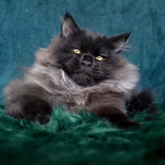 chat Sibérien black Wyoming Chatterie du ZenÉmoi